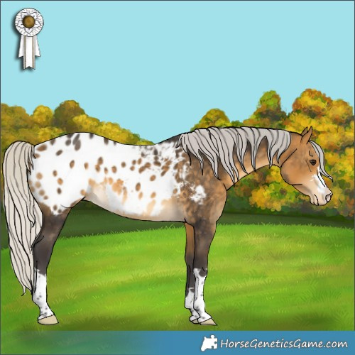 Horse Color:Silver Buckskin Appaloosa 