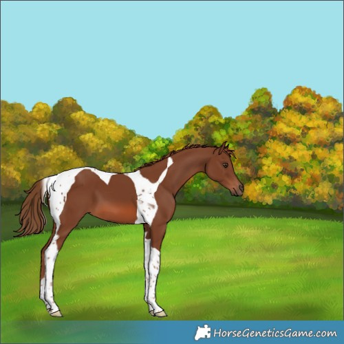 Horse Color:Chestnut Tobiano 