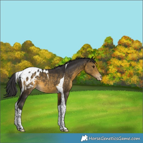 Horse Color:Buckskin Tobiano Blanket 
