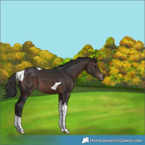 Horse Color:Brown Tobiano 