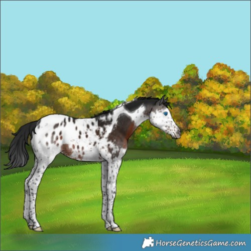 Horse Color:Gray Brown Splash Tobiano Appaloosa 