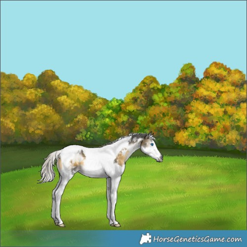 Horse Color:Gray Silver Buckskin Onyx Splash Tobiano 