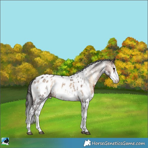 Horse Color:Brown Onyx Mushroom Sabino Appaloosa Rabicano 
