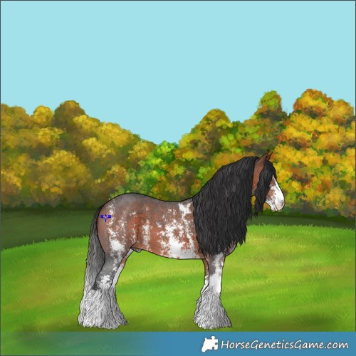 Horse Color:Bay Sabino 