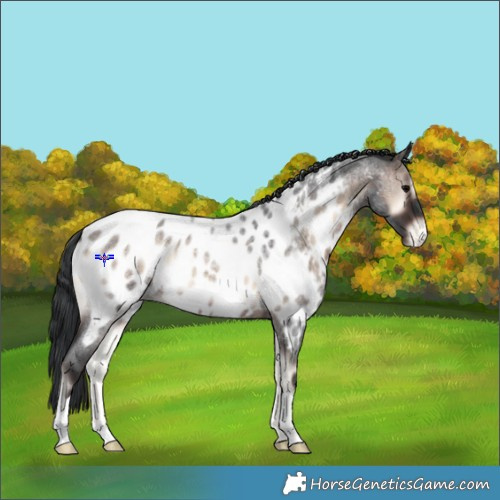 Horse Color:Brown Roan Onyx Appaloosa 