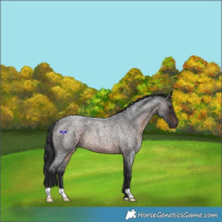 Horse Color:Brown Roan Rabicano 
