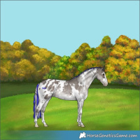 Horse Color:Painted White Spotted Silver Black Appaloosa Rabicano