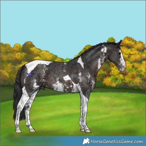 Horse Color:Brown Ice Sabino Tobiano 