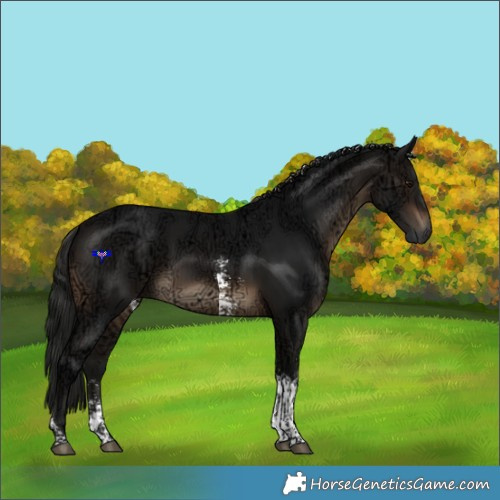 Horse Color:Gray Brown Ice Sabino Tobiano 