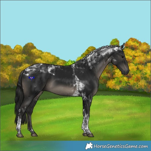 Horse Color:Gray Black Tobiano Rabicano 