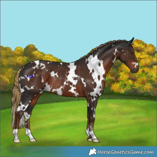 Horse Color:Gray White Spotted Liver Chestnut Rabicano 
