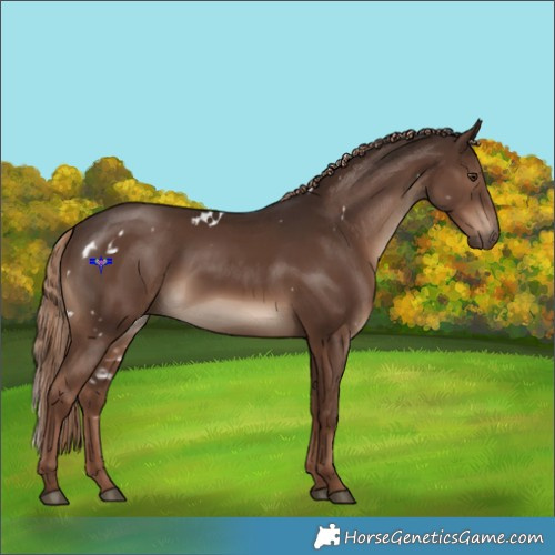 Horse Color:White Spotted Liver Chestnut 