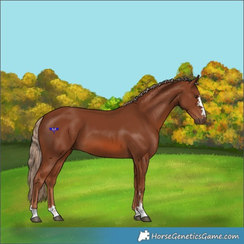 Horse Color:Chestnut 