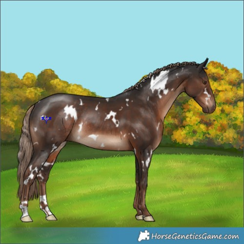 Horse Color:White Spotted Liver Chestnut Rabicano 