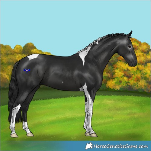 Horse Color:Gray Black Tobiano 