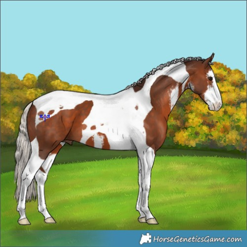 Horse Color:White Spotted Silver Brown Tobiano 