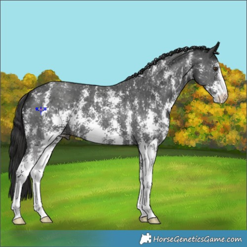 Horse Color:Liver Chestnut Sabino 