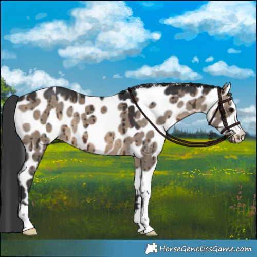 Horse Color:Brown Dun Near Leopard Brindle 