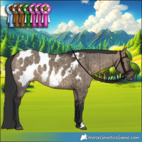 Horse Color:Brown Dun Appaloosa Brindle 