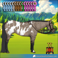Horse Color:Brown Dun Appaloosa Brindle 