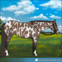 Horse Color:Brown Dun Sabino Brindle and Liver Red Dun Appaloosa Brindle