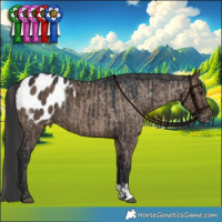 Horse Color:Liver Red Dun Blanket Brindle and Brown Dun Blanket Brindle