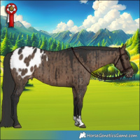 Horse Color:Liver Red Dun Appaloosa Brindle  and Brown Dun Appaloosa Brindle 