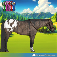 Horse Color:Liver Red Dun Appaloosa Brindle  and Brown Dun Appaloosa Brindle 