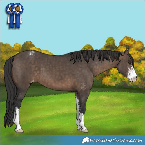 Horse Color:Brown Dun Sabino Appaloosa Brindle 