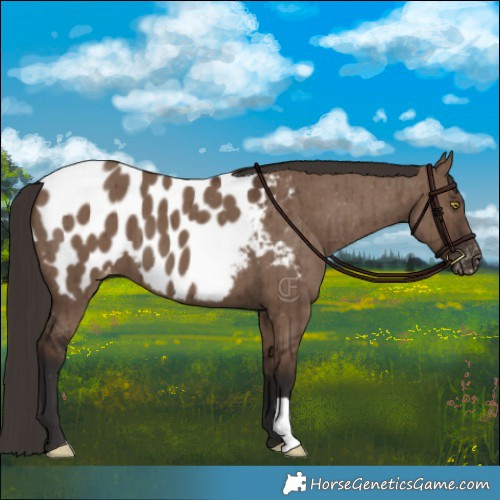 Horse Color:Liver Red Dun Appaloosa Brindle