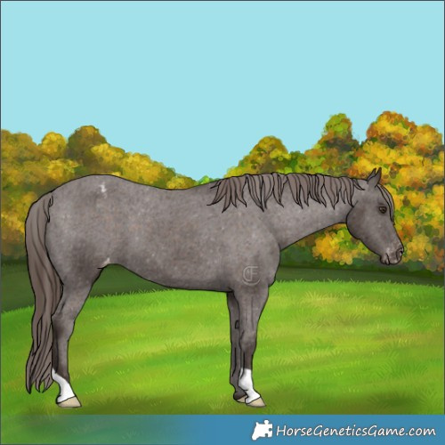 Horse Color:Liver Chestnut Appaloosa 