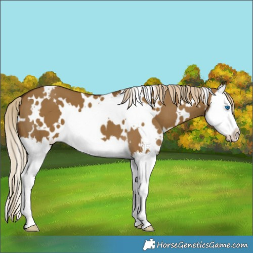Horse Color:White Spotted Chocolate Palomino Dun Splash 