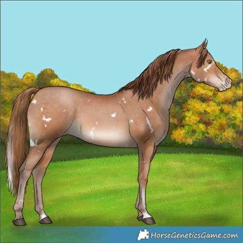 Horse Color:White Spotted Brown Pearl 