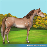 Horse Color:White Spotted Brown Pearl 