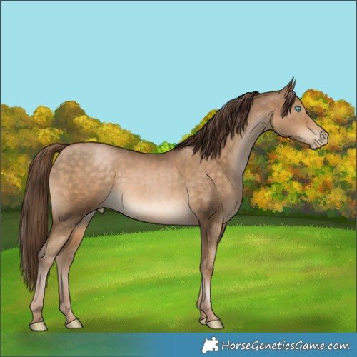 Horse Color:Buckskin Pearl 