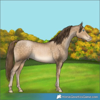 Horse Color:Buckskin Pearl 