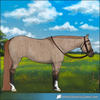 Horse Color:Liver Red Dun Brindle 