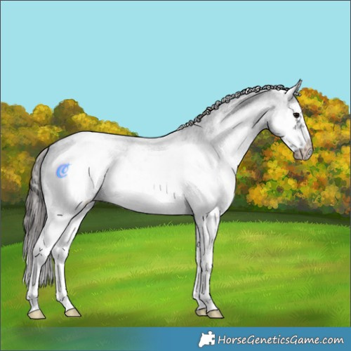 Horse Color:White Spotted Blue Roan Splash Frame Appaloosa 