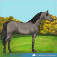 Horse Color:Grullo