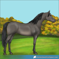 Horse Color:Grullo 