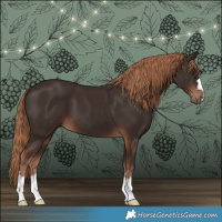 Horse Color:Liver Chestnut 