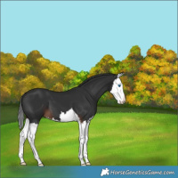 Horse Color:Liver Chestnut Splash 