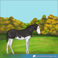 Horse Color:Liver Chestnut Splash 