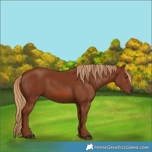 Horse Color:Chestnut 
