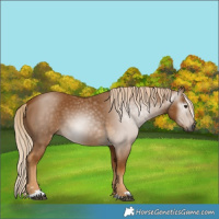Horse Color:Gray Palomino