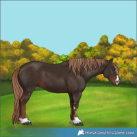 Horse Color:Liver Chestnut 