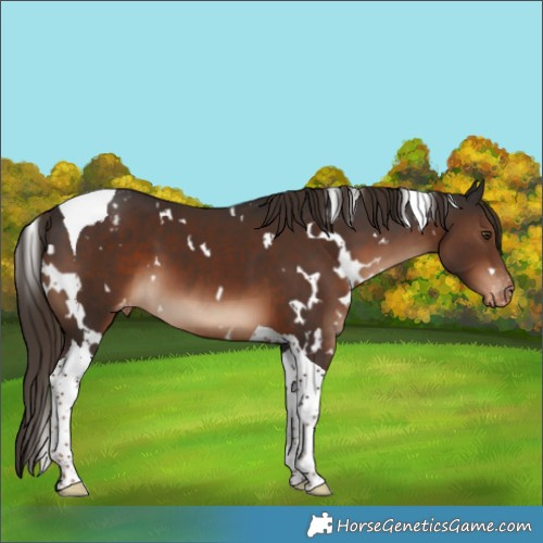 Horse Color:White Spotted Liver Chestnut Tobiano Appaloosa 