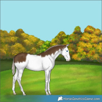 Horse Color:Chocolate Palomino Splash