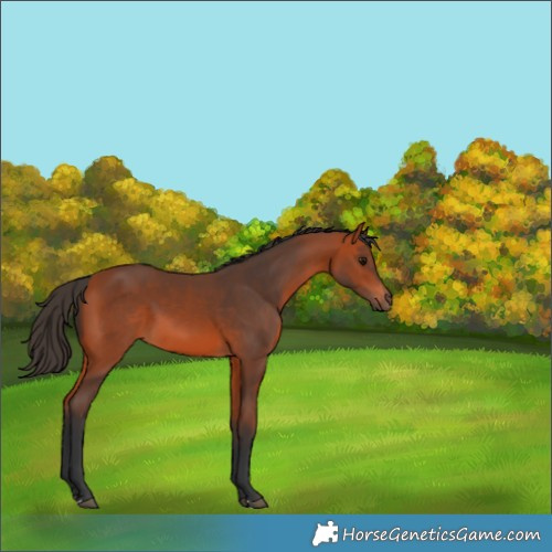 Horse Color:Bay 