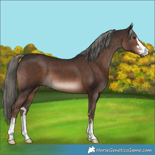 Horse Color:Liver Chestnut Mushroom 